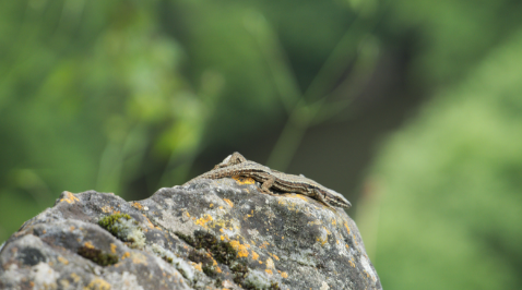 SY VIEUXVILLE (Rochers de Sy)